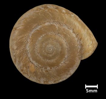Media type: image;   Malacology 73589 Aspect: apical